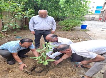 plant 7