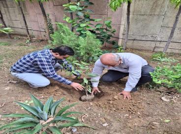 plant 6