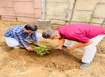 plant 3